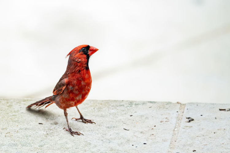 Close-up of red bird perching on retaining wall