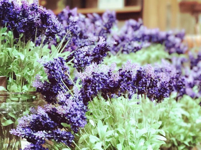 Close-up of lavender flowers