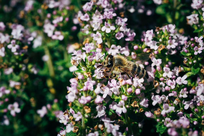 Close up of a bee pollinating thyme flowers.