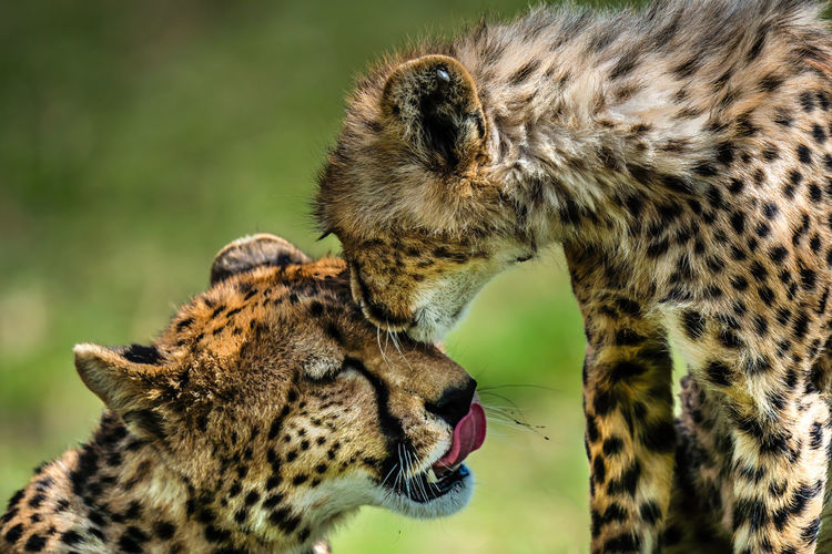 Close-up of a cat cheetah and baby 