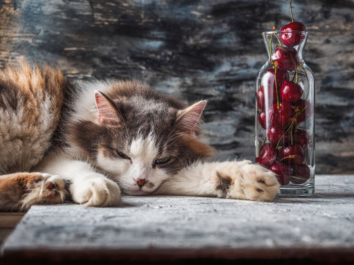 Fluffy cat sleeping on the table near the bottle with cherries, home life