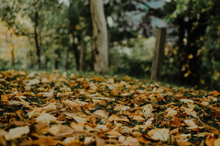 Close-up of dry leaves on tree in forest