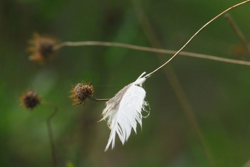 Close-up of white dandelion on plant