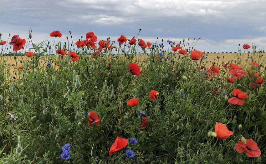Close-up of poppies on field against sky