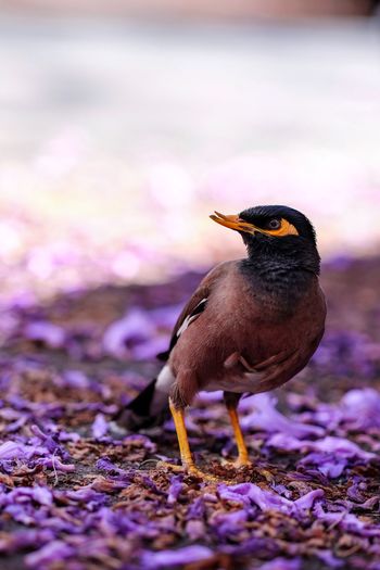 Close-up of bird on purple outdoors