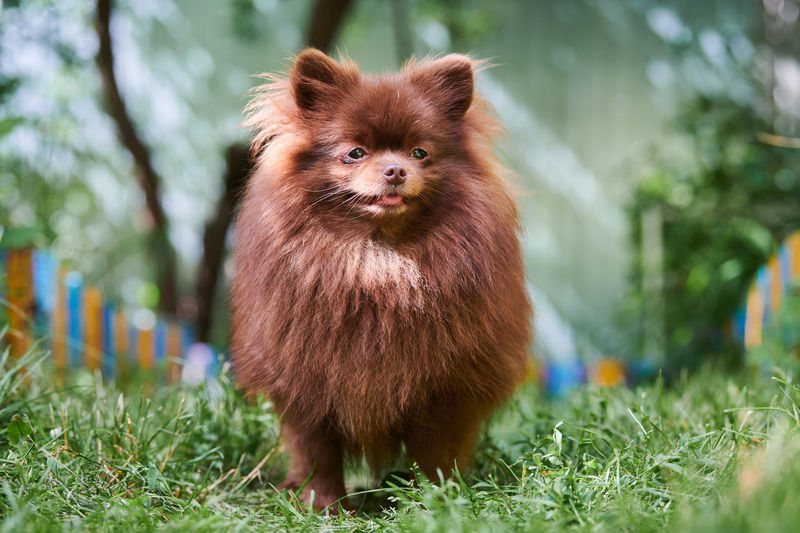 Pomeranian spitz dog in garden. cute brown pomeranian puppy on walk. spitz pom dog, green grass