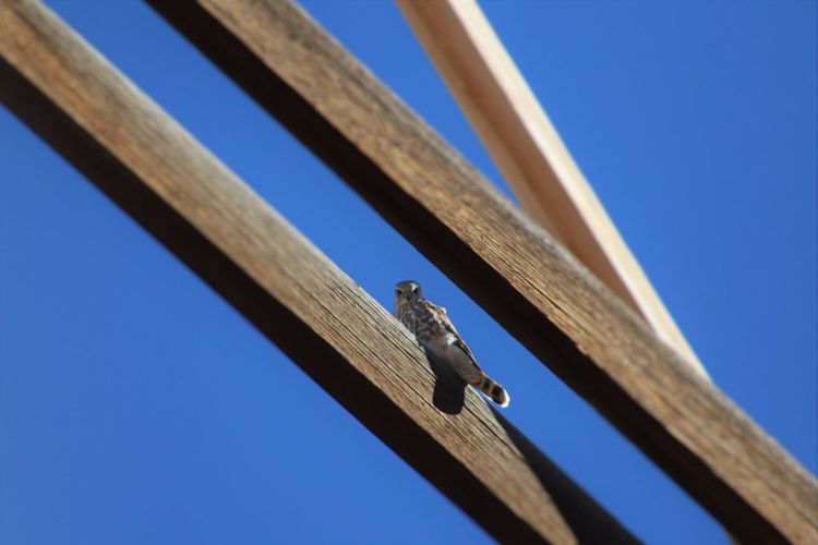 Low angle portrait of hawk on wood against clear blue sky