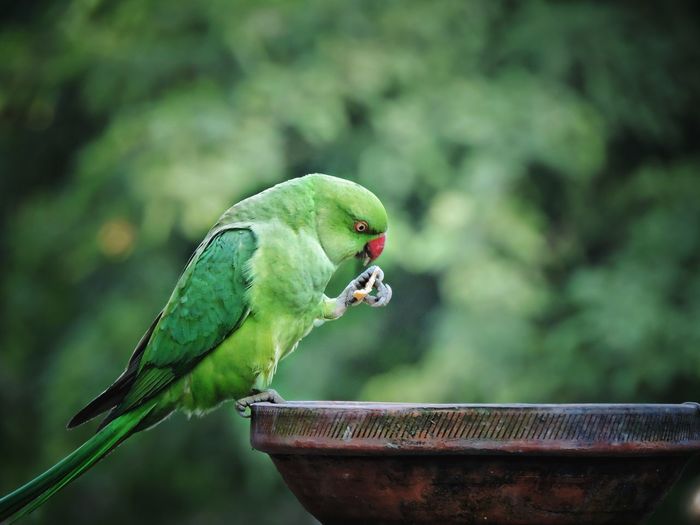 Close-up of parrot perching on leaf