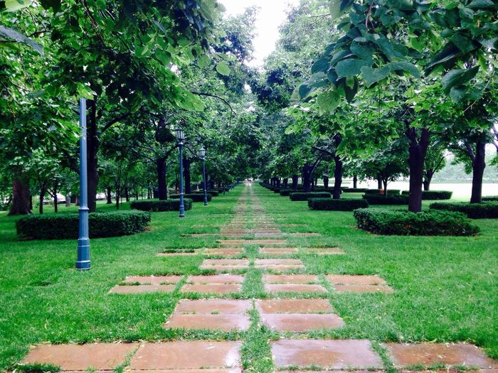 Empty footpath amidst trees in park