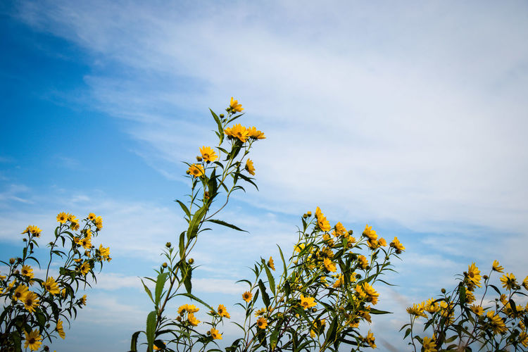 Low angle view of flowers against sky