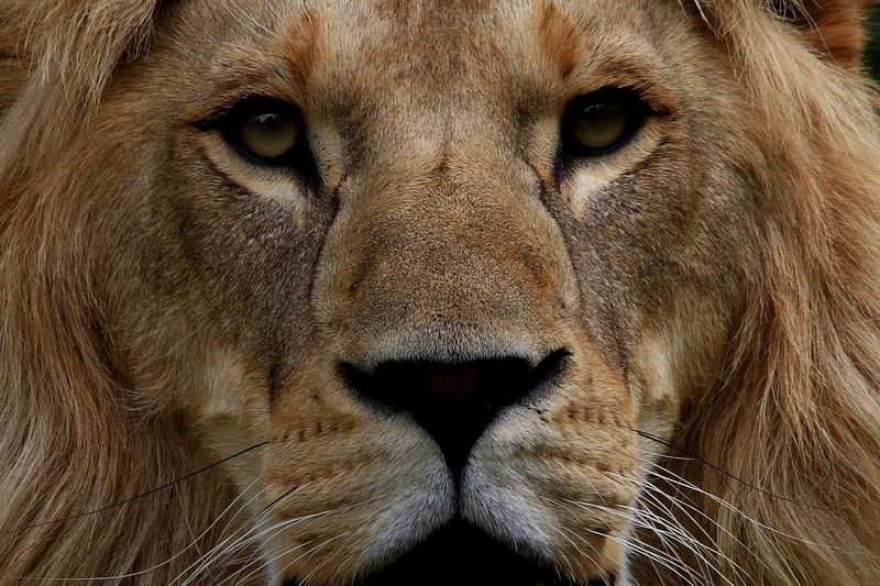 Close-up portrait of a lion 