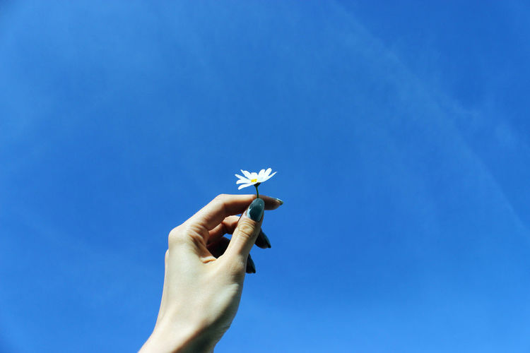 Cropped hand of woman holding daisy against blue sky