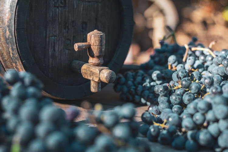 Wine barrel with blue cabernet franc grapes in harvest season on the wooden barrel, hungary