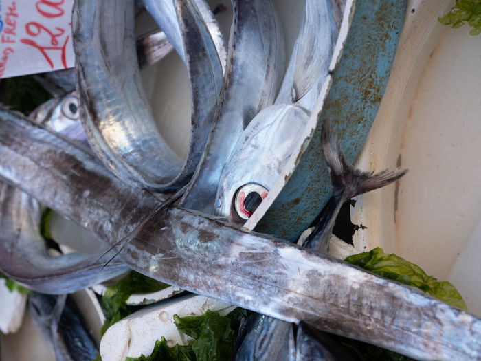 Close-up of fish