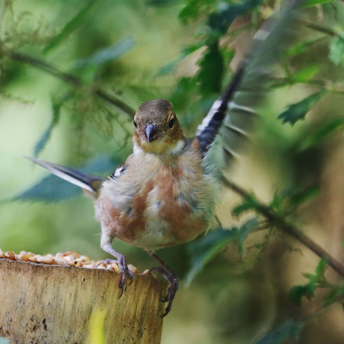 Close-up of bird perching on branch