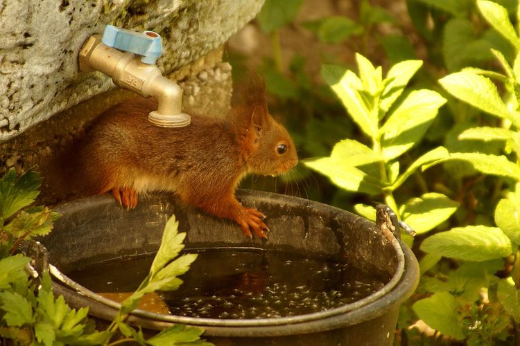Close-up of squirrel on water