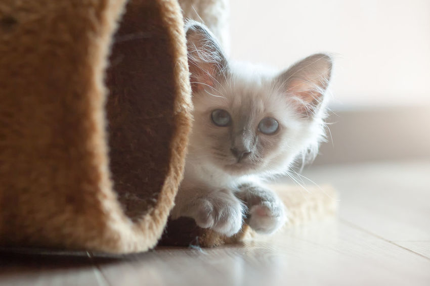 50 Birman Pictures Hd Download Authentic Images On Eyeem