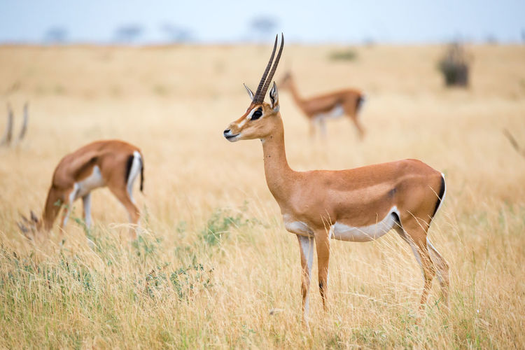 An antelopes in the grassland of the savannah of kenya