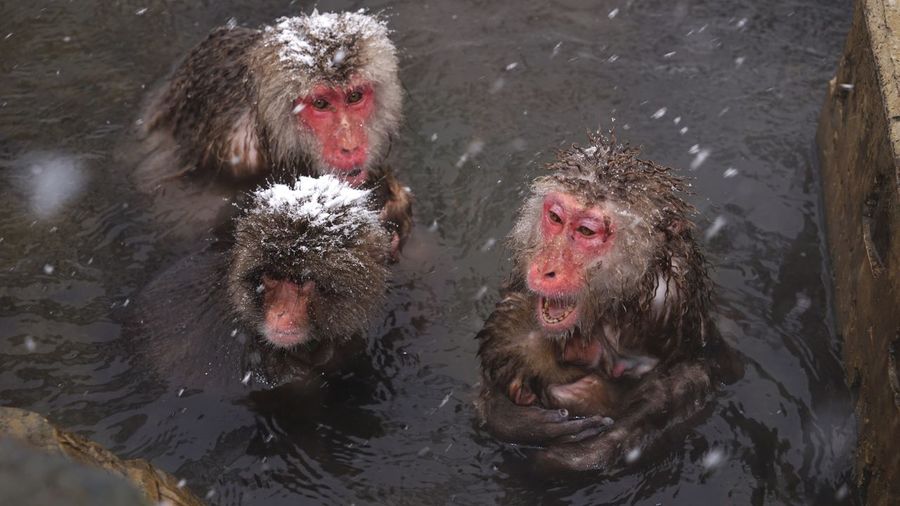 High angle view of monkey in river during snowfall