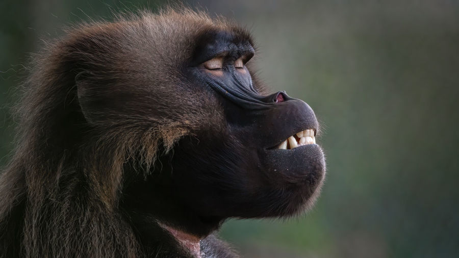 Close-up of monkey 
