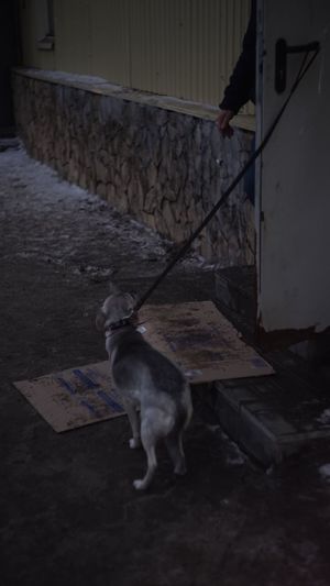 Dog on floor at night