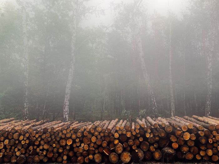 Stack of firewood against blurred trees
