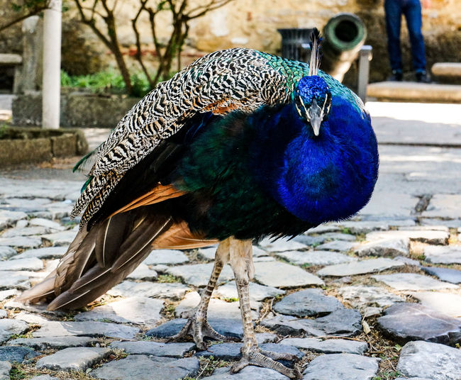 Close-up of peacock perching