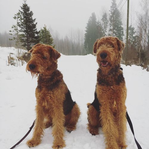 Dogs standing on snow covered field against sky