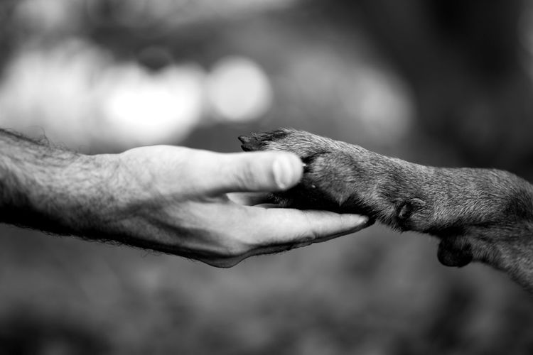 Cropped hand of man holding paw of dog