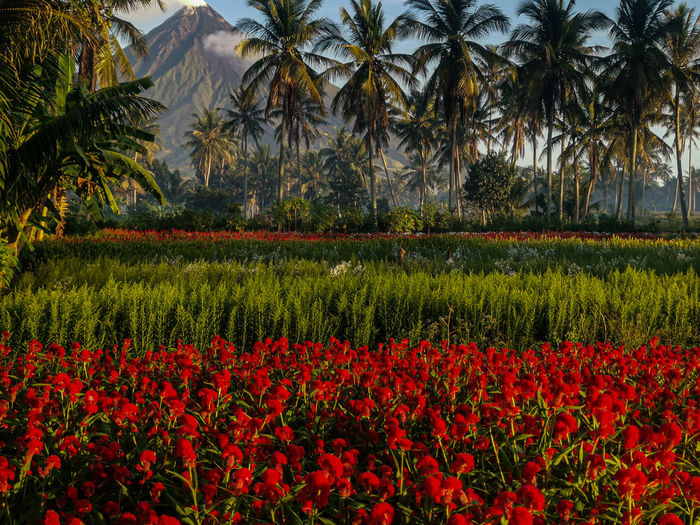 Red flowering plants and trees on field