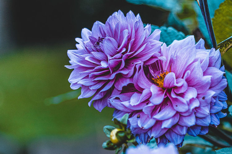 Close-up of honey bee on purple flowering plant