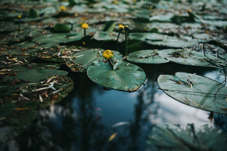 Close-up of water lilies in lake