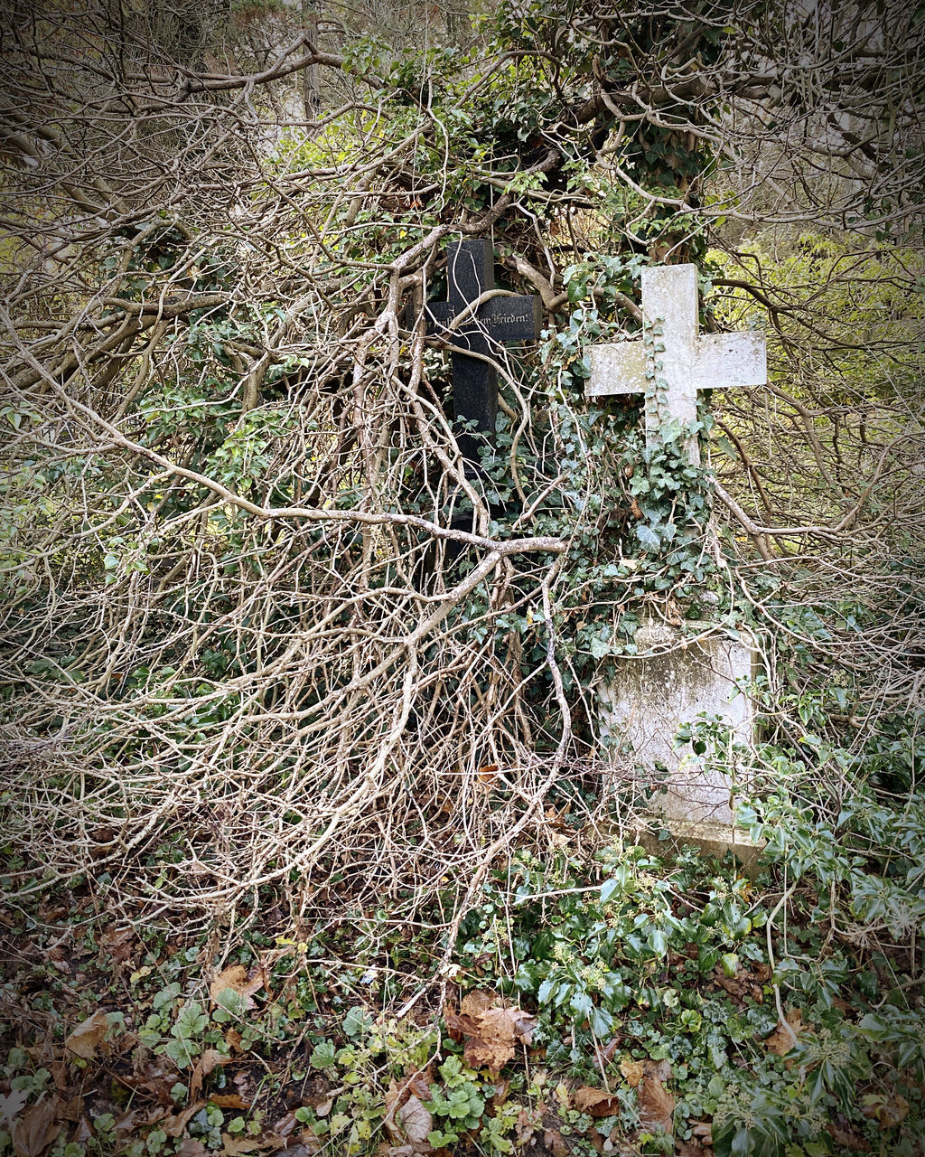 grave, plant, cemetery, no people, day, nature, woodland, tree, forest, land, green, outdoors, grass, religion, high angle view, cross, field, leaf, death, belief, spirituality, growth, tombstone, tranquility, stone, flower