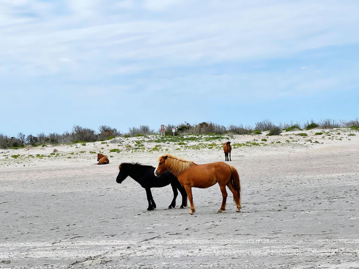 Wild horses on the beach