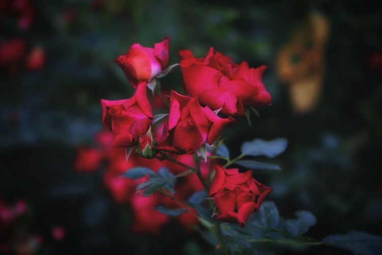 Close-up of red bougainvillea plant