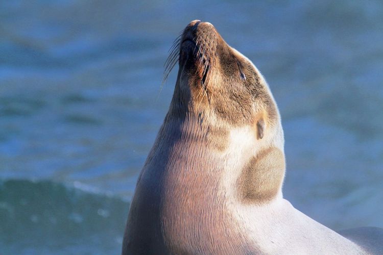 Close-up of sea lion