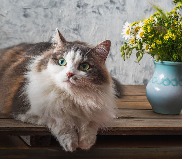 Cat looking away on flower pot