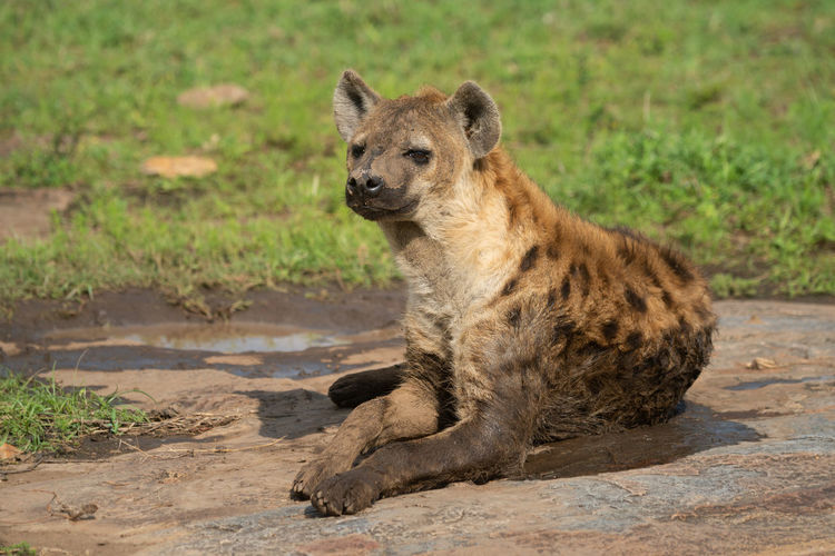 Spotted hyena lies on rock in sunshine