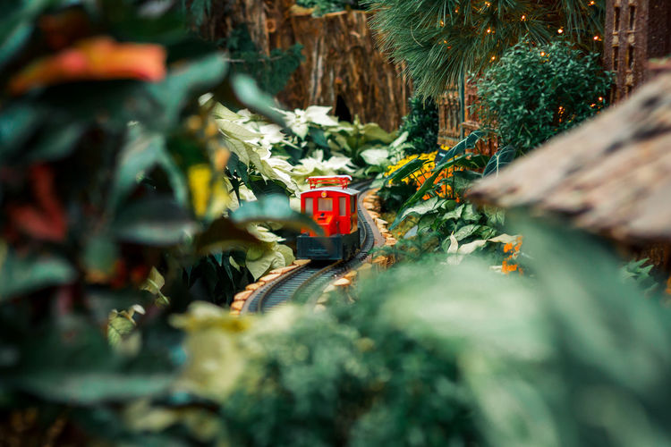 Small red model train in a horticultural christmas display