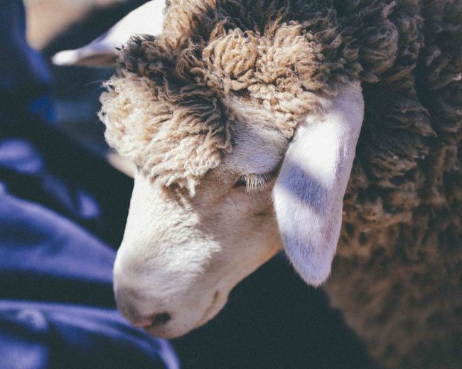 High angle view of sheep