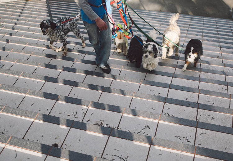 Low section of man walking with dogs at steps