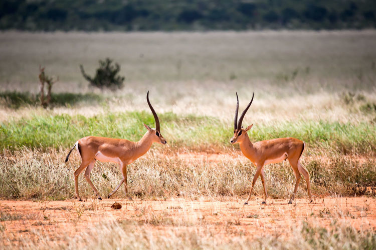 An antelope in the grassland of the savannah in kenya