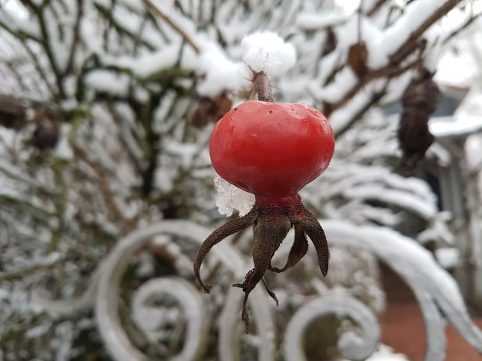 Close-up of red fruit on tree during winter