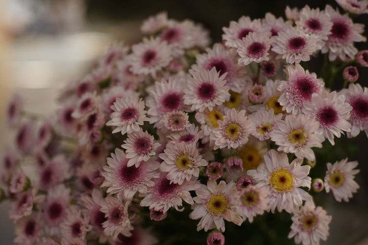Close-up of pink flowering plants
