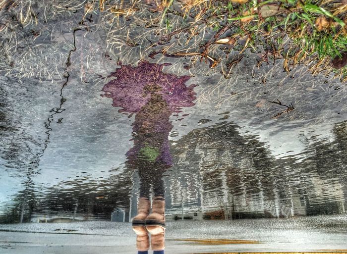 Reflection of trees in puddle