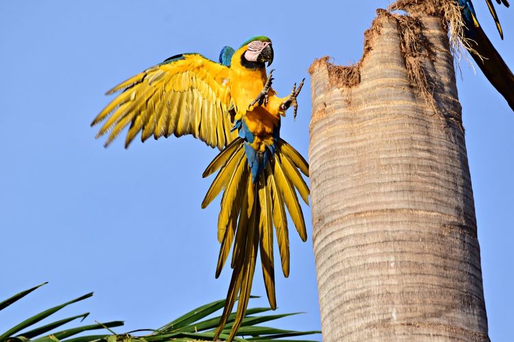 Low angle view of parrot against clear blue sky