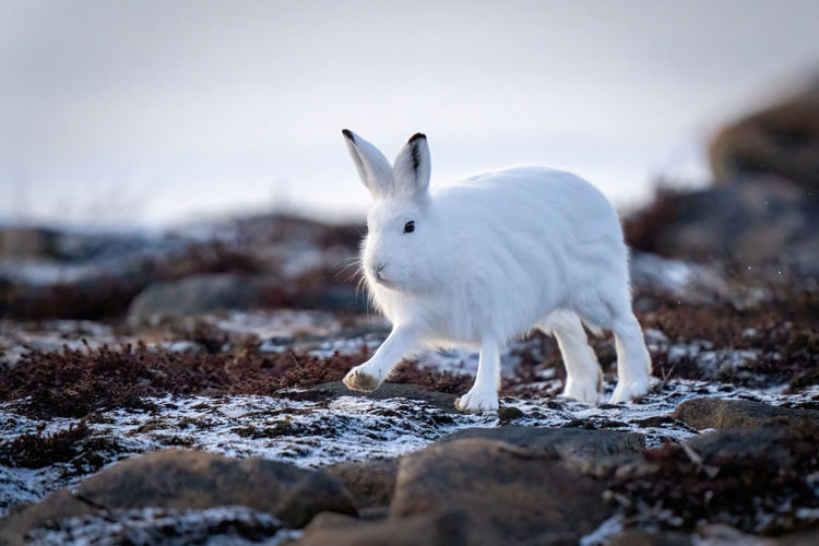 Arctic hare lifts paw walking across tundra