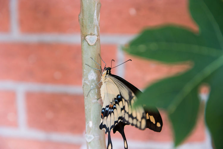 Close-up of butterfly on wall