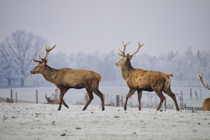 Deer on snow covered field