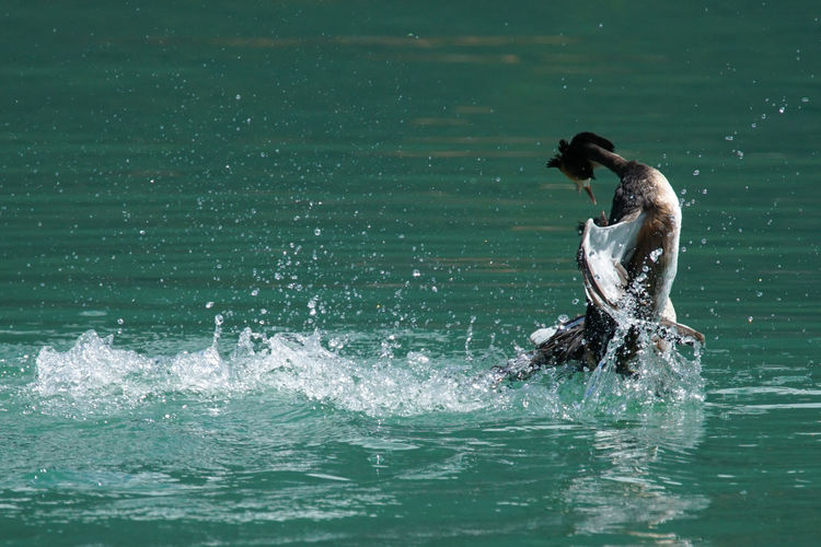 Duck swimming in the lake